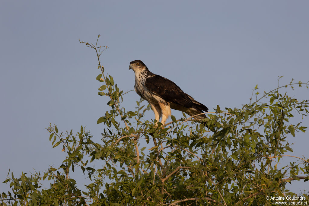 Aigle fascié