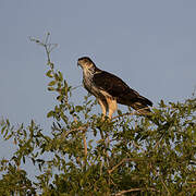 African Hawk-Eagle