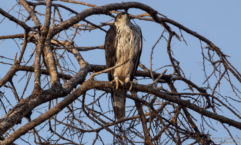 African Hawk-Eagle