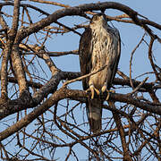 African Hawk-Eagle