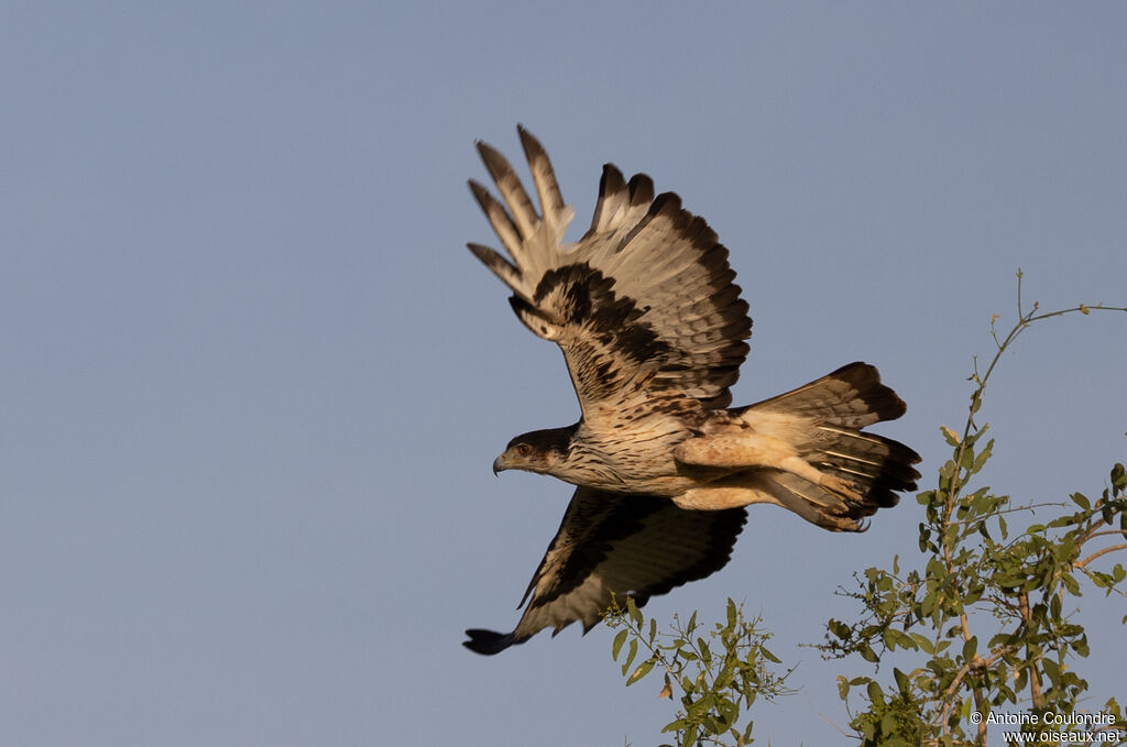 African Hawk-Eagle