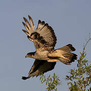 African Hawk-Eagle