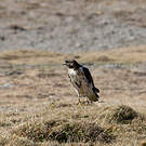 Aigle fascié