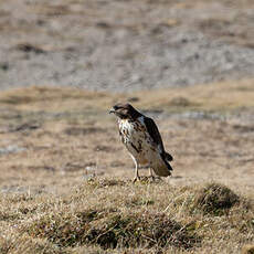 Aigle fascié