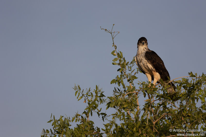 Aigle fascié
