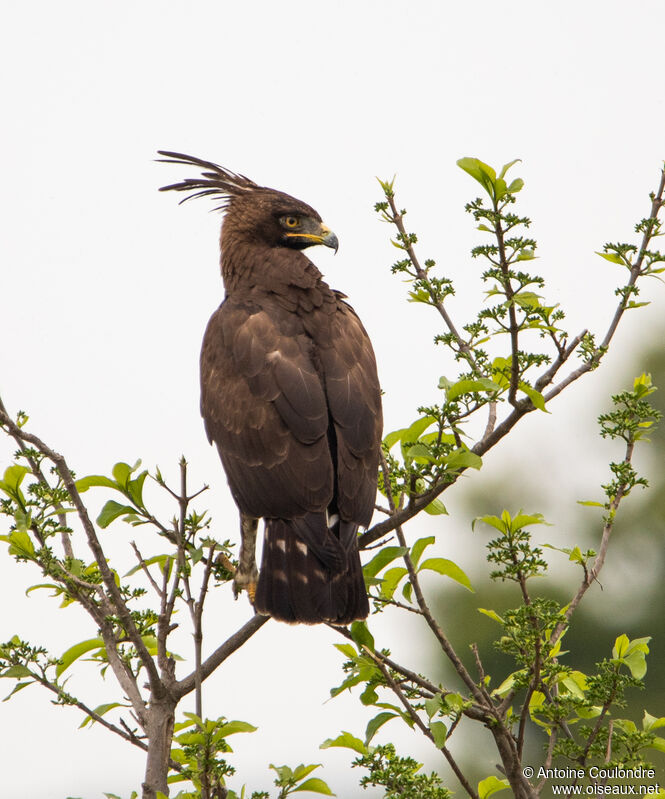 Long-crested Eagleadult