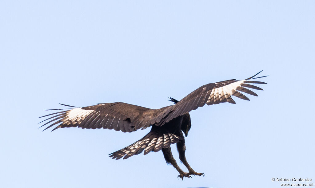 Long-crested Eagle