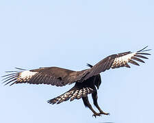 Long-crested Eagle