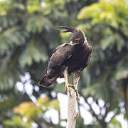 Aigle huppard