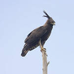 Aigle huppard