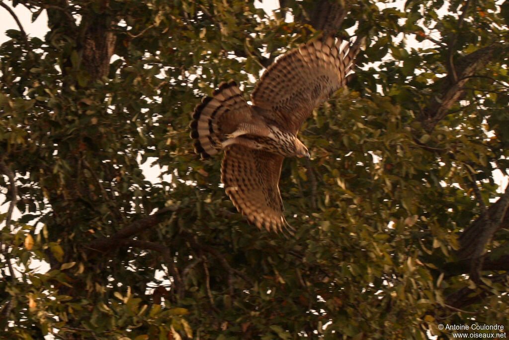 Aigle huppé