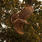 Changeable Hawk-Eagle