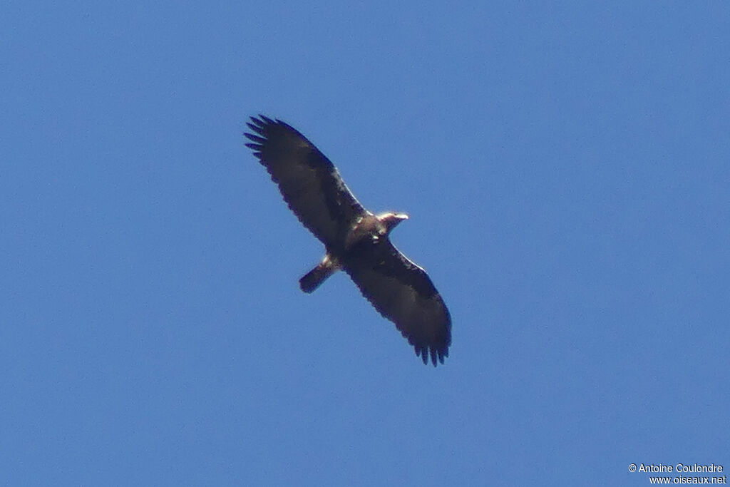 Spanish Imperial Eagle