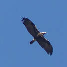 Aigle ibérique
