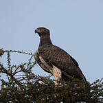 Aigle martial