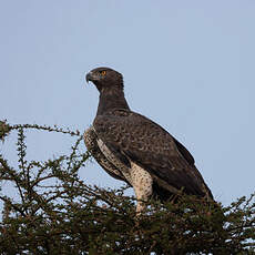 Aigle martial