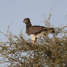 Aigle martial