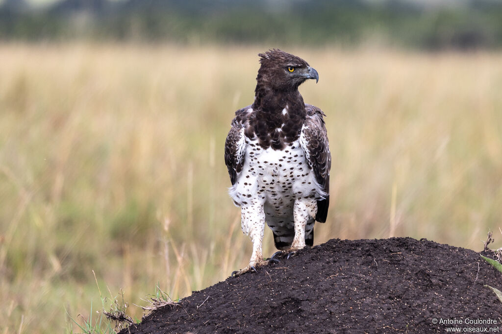 Martial Eagle