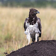 Martial Eagle