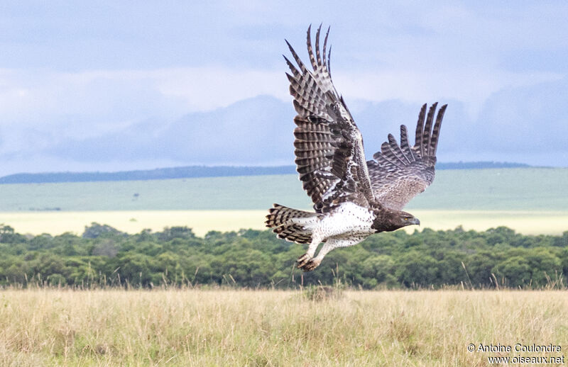 Martial Eagle