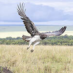 Aigle martial