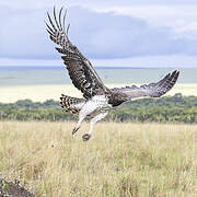 Aigle martial