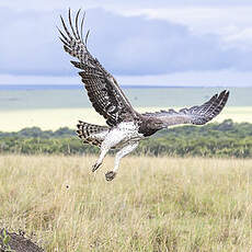 Aigle martial