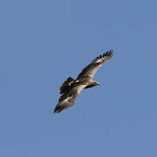 Aigle pomarin