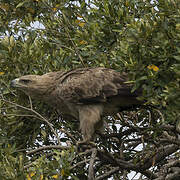 Aigle ravisseur