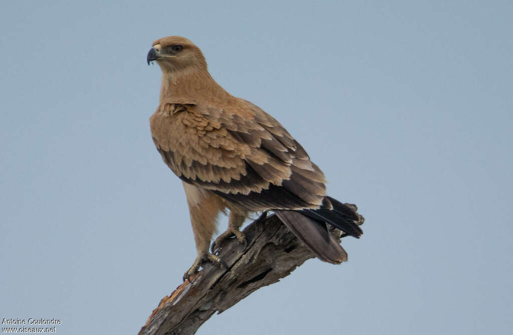 Aigle ravisseur