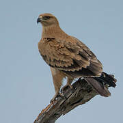 Tawny Eagle