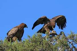 Tawny Eagle