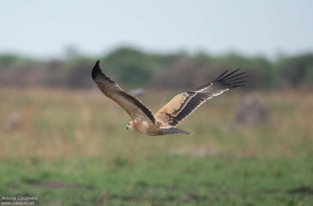 Aigle ravisseur