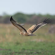 Tawny Eagle