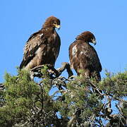 Aigle ravisseur