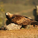 Aigle royal