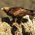 Aigle royal