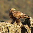 Aigle royal