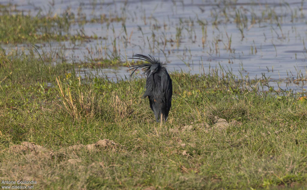 Aigrette ardoiséeadulte, habitat