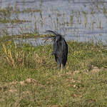 Aigrette ardoisée