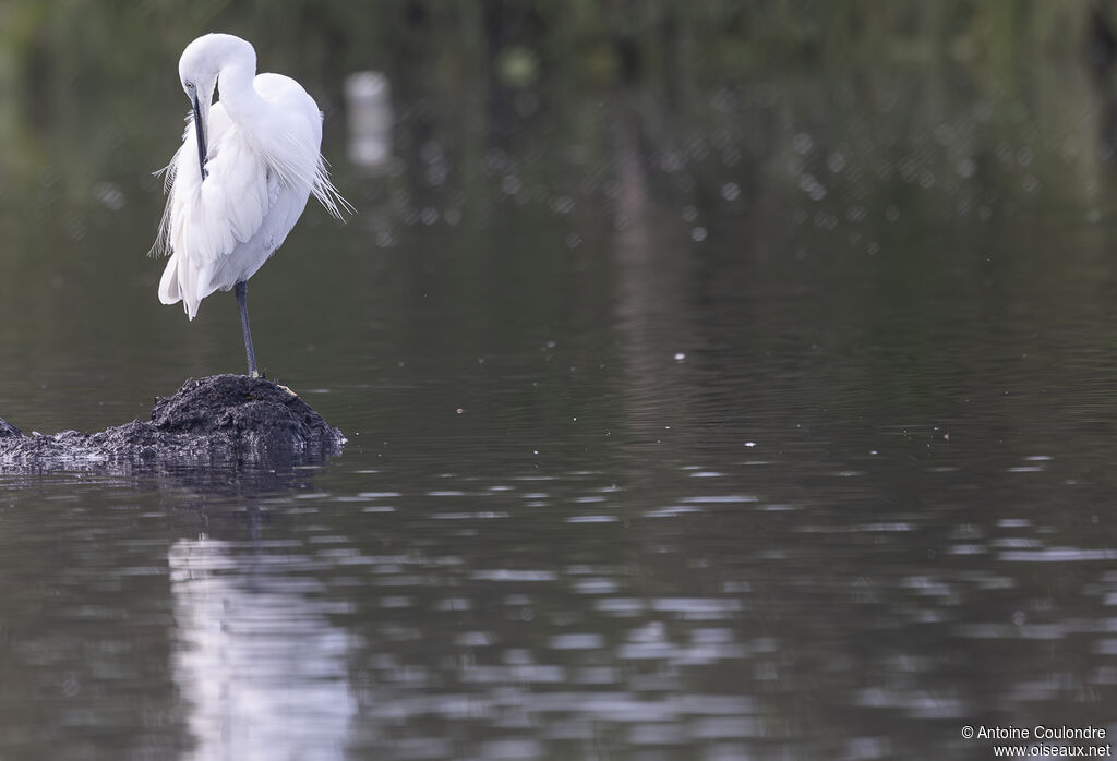Aigrette garzetteadulte