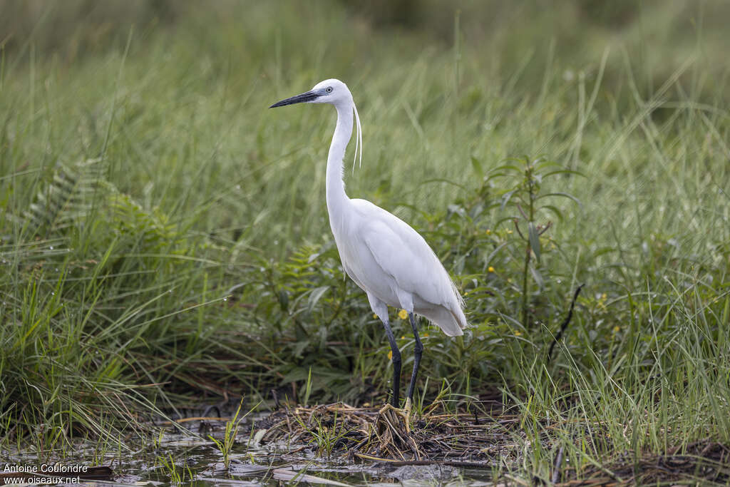 Aigrette garzetteadulte internuptial, habitat
