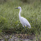 Little Egret