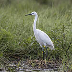 Aigrette garzette