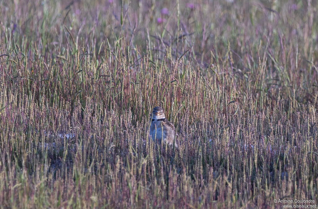 Calandra Larkadult breeding