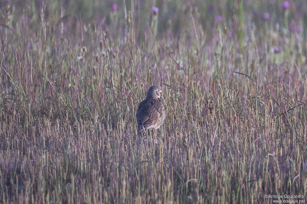 Calandra Larkadult breeding