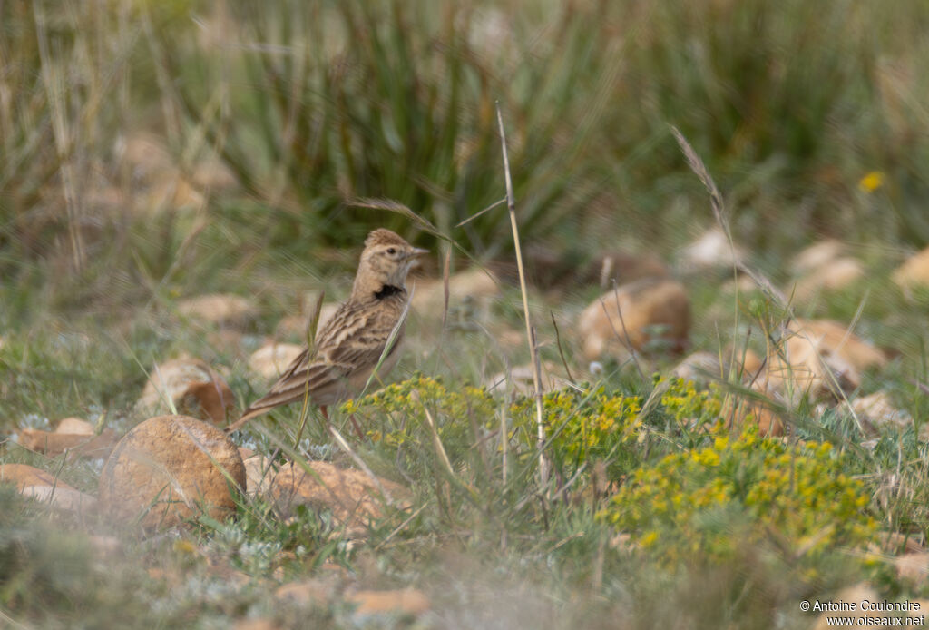 Greater Short-toed Larkadult breeding
