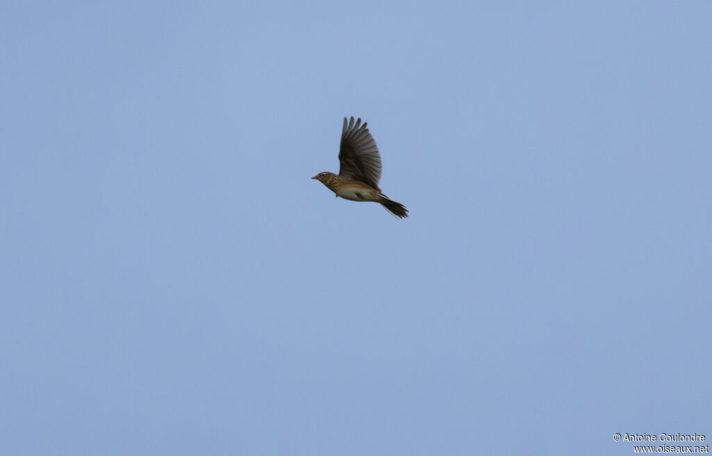 Eurasian Skylarkadult post breeding