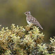 Woodlark