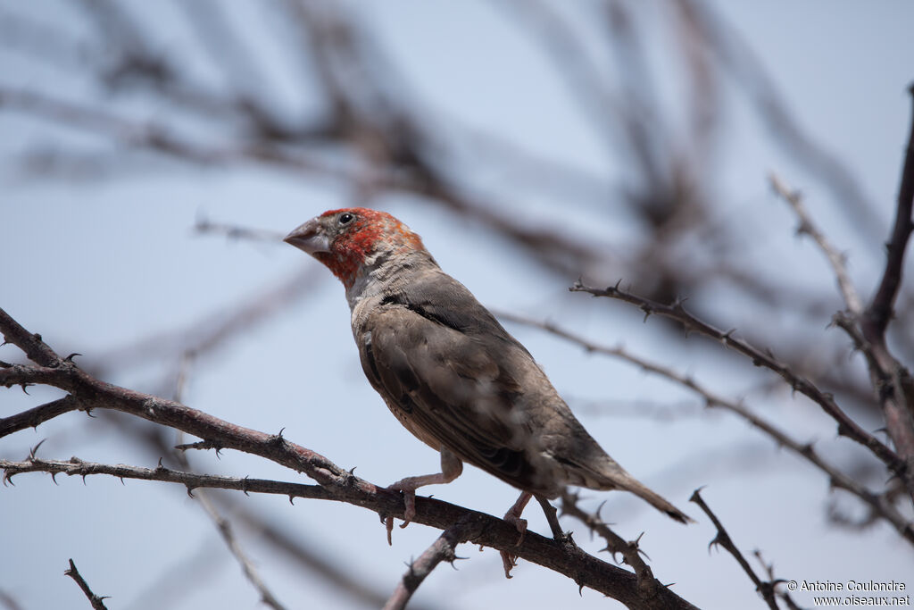 Red-headed Finchadult